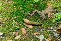 Brownish slug in the forest litter, canada Royalty Free Stock Photo
