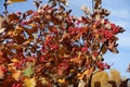 Brownish yellow foliage and red fruits of Sorbus aria against blue sky