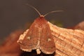Brownline brighteye moth. Royalty Free Stock Photo