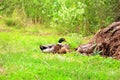 Brownn ducks wail in the village on green grass