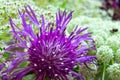 Brownray knapweed in the garden Royalty Free Stock Photo