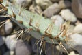 Brownspine pricklypear Royalty Free Stock Photo