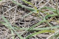 Brownspotted grasshopper Psoloessa delicatula 5th Instar Perched on the Ground Camouflaged in Vegetation