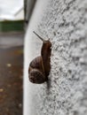 Browny small Snail crawling on the wall