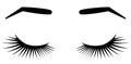 Brows and lashes. Vector illustration of lashes and brows. For beauty salon, lash extensions maker, brow master.