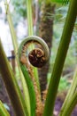 A browse of fern. Macro photo