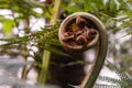 A browse of fern. Macro photo