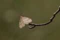 Bruce Spanworm Moth - Operophtera bruceata
