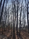 Bruce Trail, a hiking trail in southern Ontario, Canada Royalty Free Stock Photo