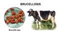 Brucella bacteria, the causative agent of brucellosis in cattle and humans, 3D illustration