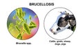 Brucella bacteria, the causative agent of brucellosis in cattle and humans, 3D illustration