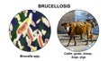 Brucella bacteria, the causative agent of brucellosis in cattle and humans, 3D illustration Royalty Free Stock Photo