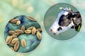 Brucella bacteria, the causative agent of brucellosis in cattle and humans, 3D illustration