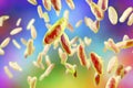 Brucella bacteria, illustration Royalty Free Stock Photo