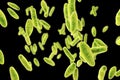 Brucella bacteria, illustration Royalty Free Stock Photo