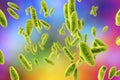 Brucella bacteria, illustration Royalty Free Stock Photo