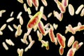 Brucella bacteria, illustration Royalty Free Stock Photo