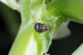 Bruchus rufimanus commonly known as the broad bean weevil, broad bean beetle, or broad bean seed beetle on broad bean plant