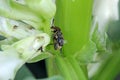 Bruchus rufimanus commonly known as the broad bean weevil, broad bean beetle, or broad bean seed beetle on broad bean.