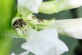 Bruchus rufimanus commonly known as the broad bean weevil, broad bean beetle, or broad bean seed beetle on broad bean plant flower