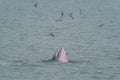 The Bruda Whale group is diving in the sea at Bang Tabun, Petchaburi Province,one of the central provinces of Thailand