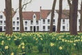 Bruges Beguinage with its colorful tulip fields and houses. Belgium Royalty Free Stock Photo