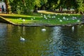 Bruges, Belgium. August 2019. The vineyard square with its park is characterized by the presence of swans: the large colony stops