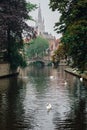 Bruges canal with white swans between old trees with Church of Our Lady in the background. Brugge, Belgium Royalty Free Stock Photo