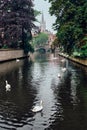 Bruges canal with white swans between old trees with Church of Our Lady in the background. Brugge, Belgium Royalty Free Stock Photo