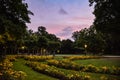 Yellow Flowers at Dusk in Minnewater Park - Bruges, Belgium Royalty Free Stock Photo