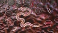 Brugia malayi in blood, a roundworm nematode Royalty Free Stock Photo