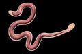 Brugia malayi, a roundworm nematode