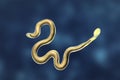 Brugia malayi, a roundworm nematode Royalty Free Stock Photo