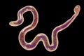 Brugia malayi, a roundworm nematode Royalty Free Stock Photo