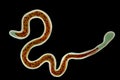 Brugia malayi, a roundworm nematode Royalty Free Stock Photo