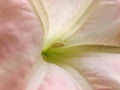 Brugmansia. Angel`s Trumpet. close up side view. Royalty Free Stock Photo