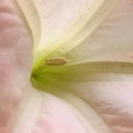 Brugmansia. Angel`s Trumpet. close up side view. Square photo image. Royalty Free Stock Photo