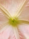 Brugmansia. Angel`s Trumpet. close up view. Vertical photo image. Royalty Free Stock Photo