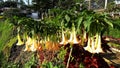 Brugmansia or Angel`s Trumpet Flower