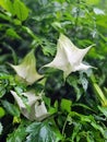 Brugmansia; Angel`s trumpet flowers