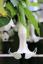 Brugmansia Angel's Trumpet