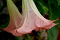 Brugmansia, Angel`s trumpet, pink stramonium