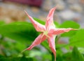 Brugmansia, Angel`s trumpet, pink stramonium