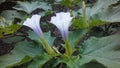 Brugmansia, Angel`s Trumpet Plant Blossoming in Union Square in New York, NY.