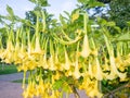Brugmansia. angel trumpets. Tree-like shrub in the south. Yellow flowers. Bells