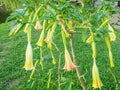 Brugmansia. angel trumpets. Tree-like shrub in the south. Yellow flowers. Bells Royalty Free Stock Photo