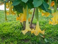 Brugmansia. angel trumpets. Tree-like shrub in the south. Yellow flowers. Bells. Bush in urban practice. Exotic of the south Royalty Free Stock Photo