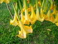 Brugmansia. angel trumpets. Tree-like shrub in the south. Yellow flowers. Bells. Bush in urban practice. Exotic of the south Royalty Free Stock Photo