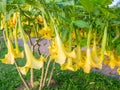 Brugmansia. angel trumpets. Tree-like shrub in the south. Yellow flowers. Bells. Bush in urban practice. Exotic of the south Royalty Free Stock Photo