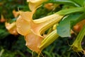 Brugmansia or Angels Trumpets Royalty Free Stock Photo